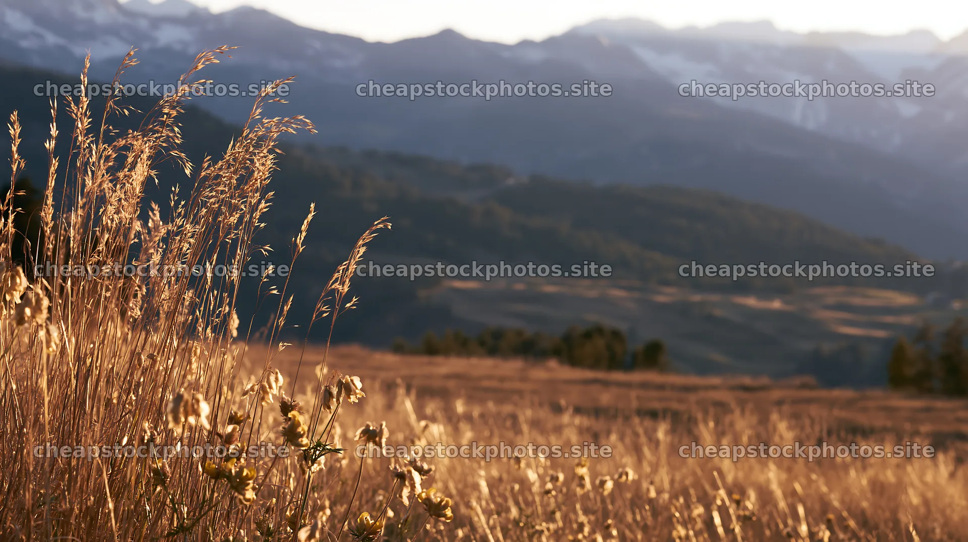 Meadow seedheads backlit at dusk in a mountain landscape – stock photos 10608x5938