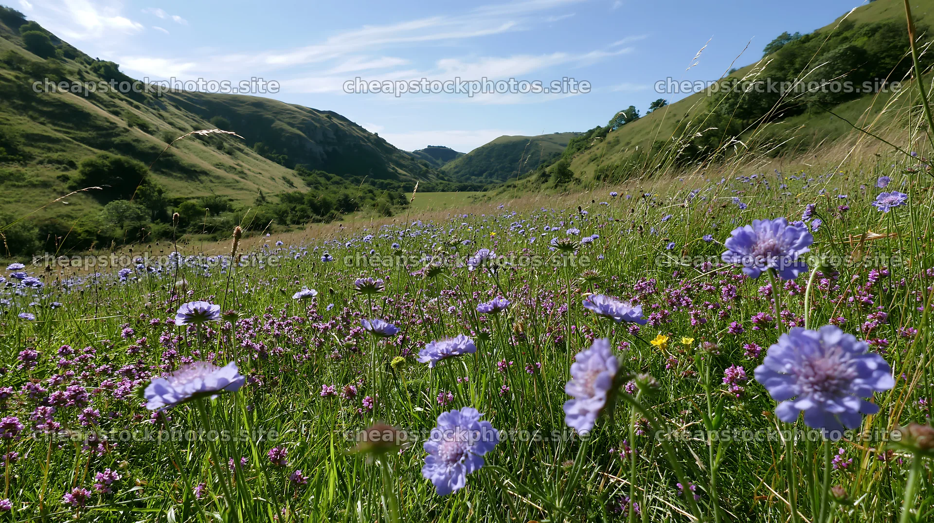 Sunny chalk wildflower meadow under blue sky – stock photos 10608x5938