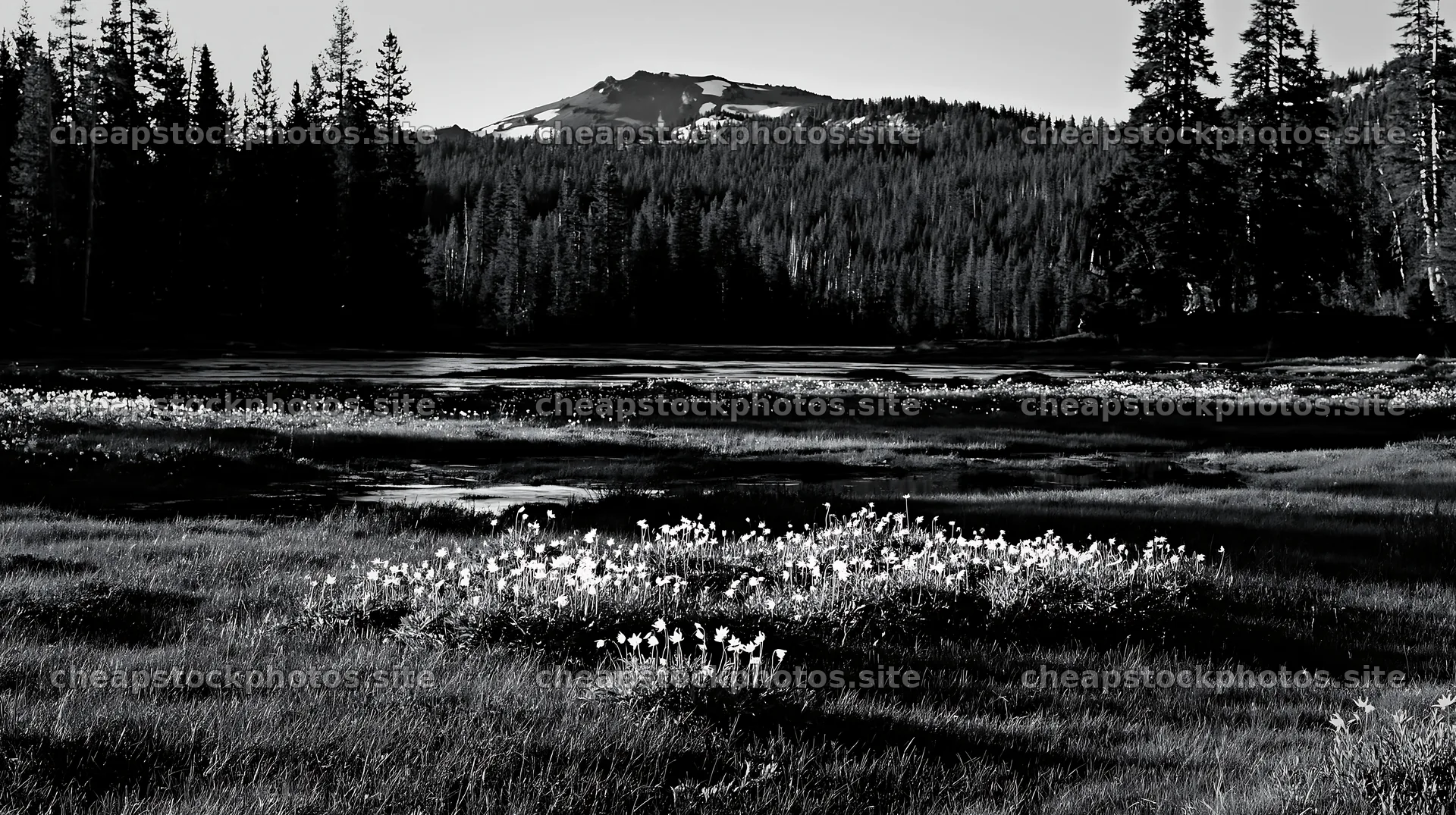 Snowmelt meadow with flowers and trees in black and white – stock photos 10608x5938
