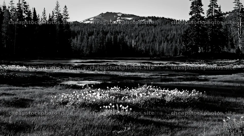 Snowmelt meadow with flowers and trees in black and white – stock photos 10608x5938