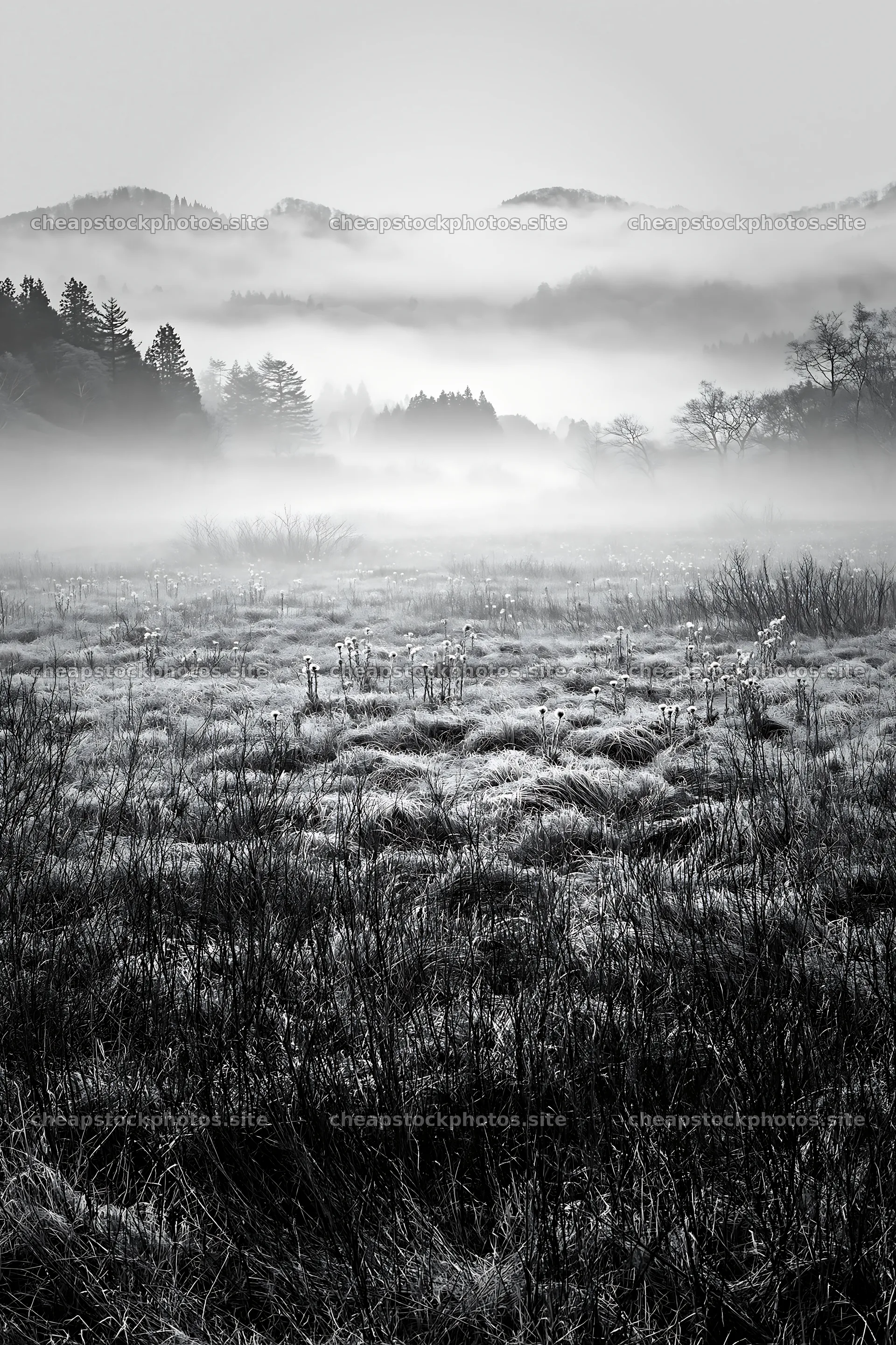 Akita snowmelt meadow with silver grasses and yellow flowers – stock photos 6480x9722