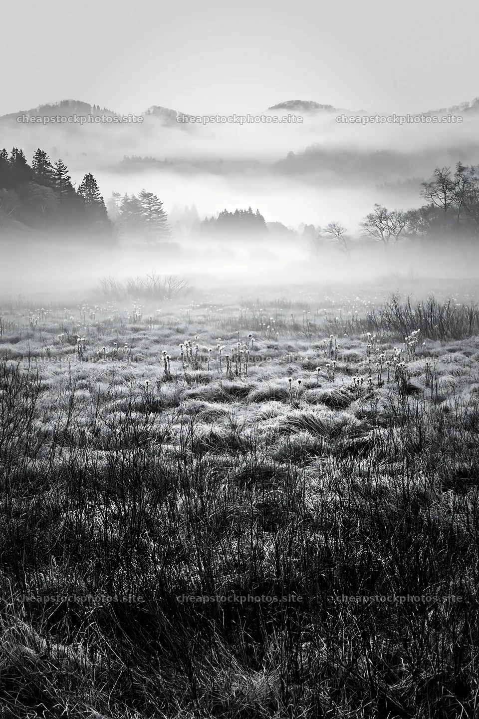 Akita snowmelt meadow with silver grasses and yellow flowers – stock photos 6480x9722