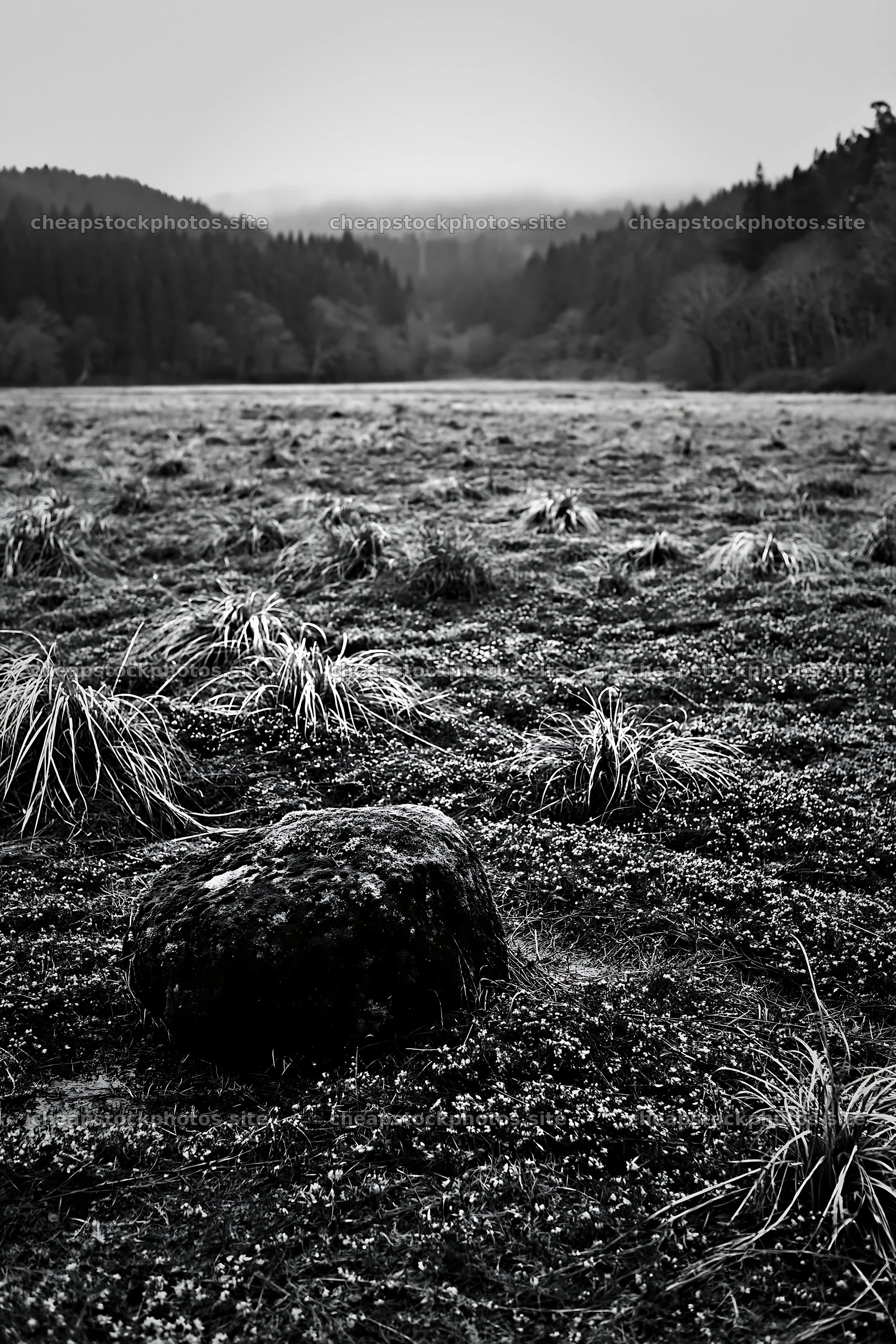 Miyagi spring recovery meadow mossy stone in a natural setting – stock photos 6480x9722