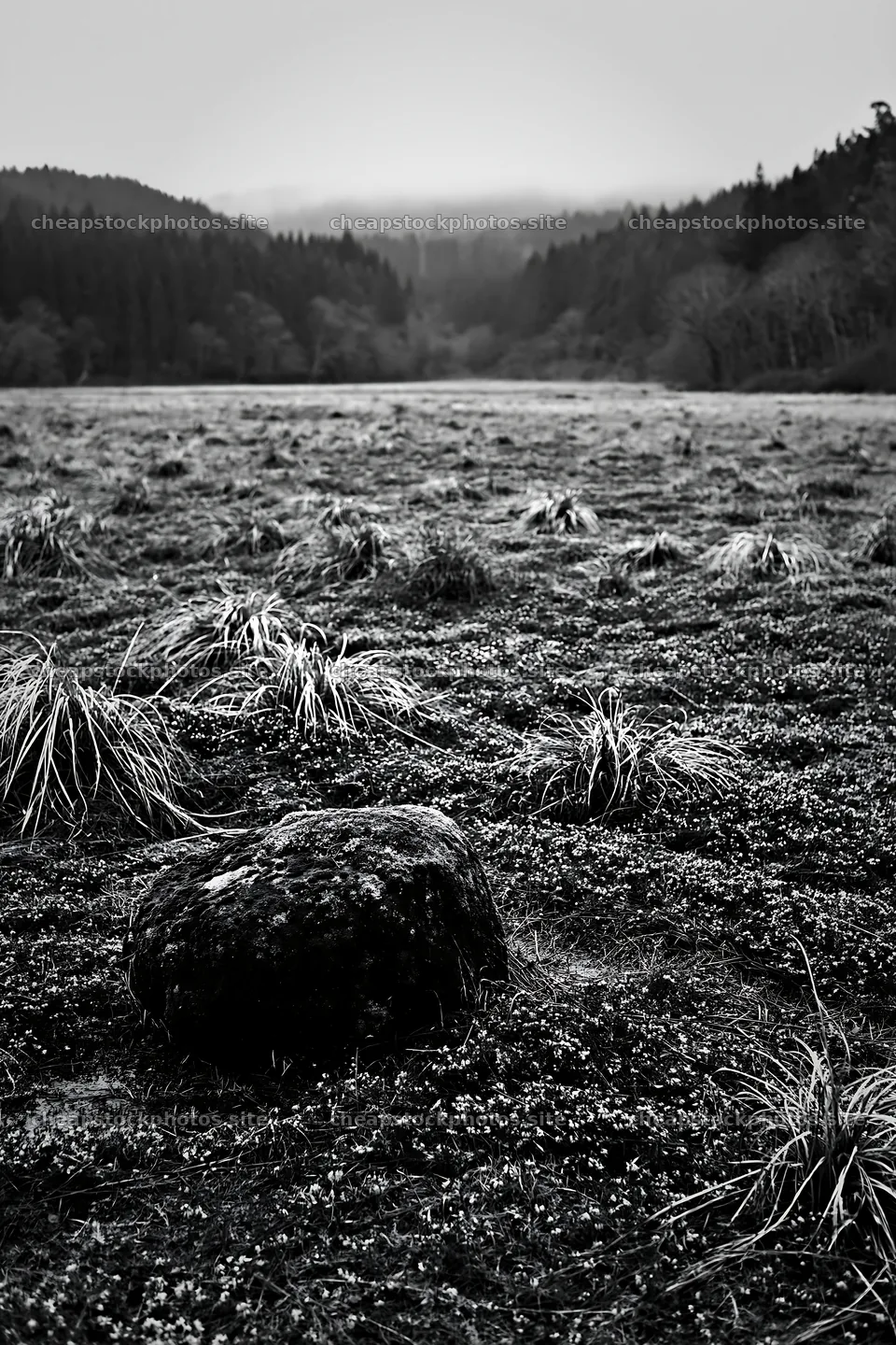 Miyagi spring recovery meadow mossy stone in a natural setting – stock photos 6480x9722