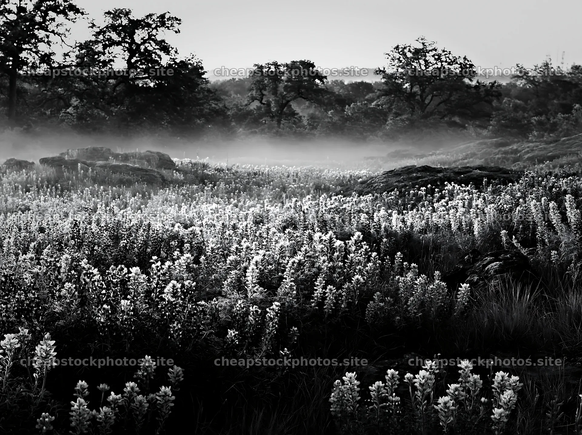 Colorful lupine meadow in a foggy landscape – stock photos 9174x6866