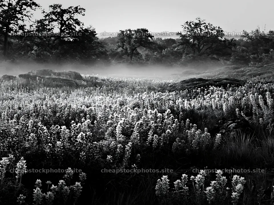 Colorful lupine meadow in a foggy landscape – stock photos 9174x6866