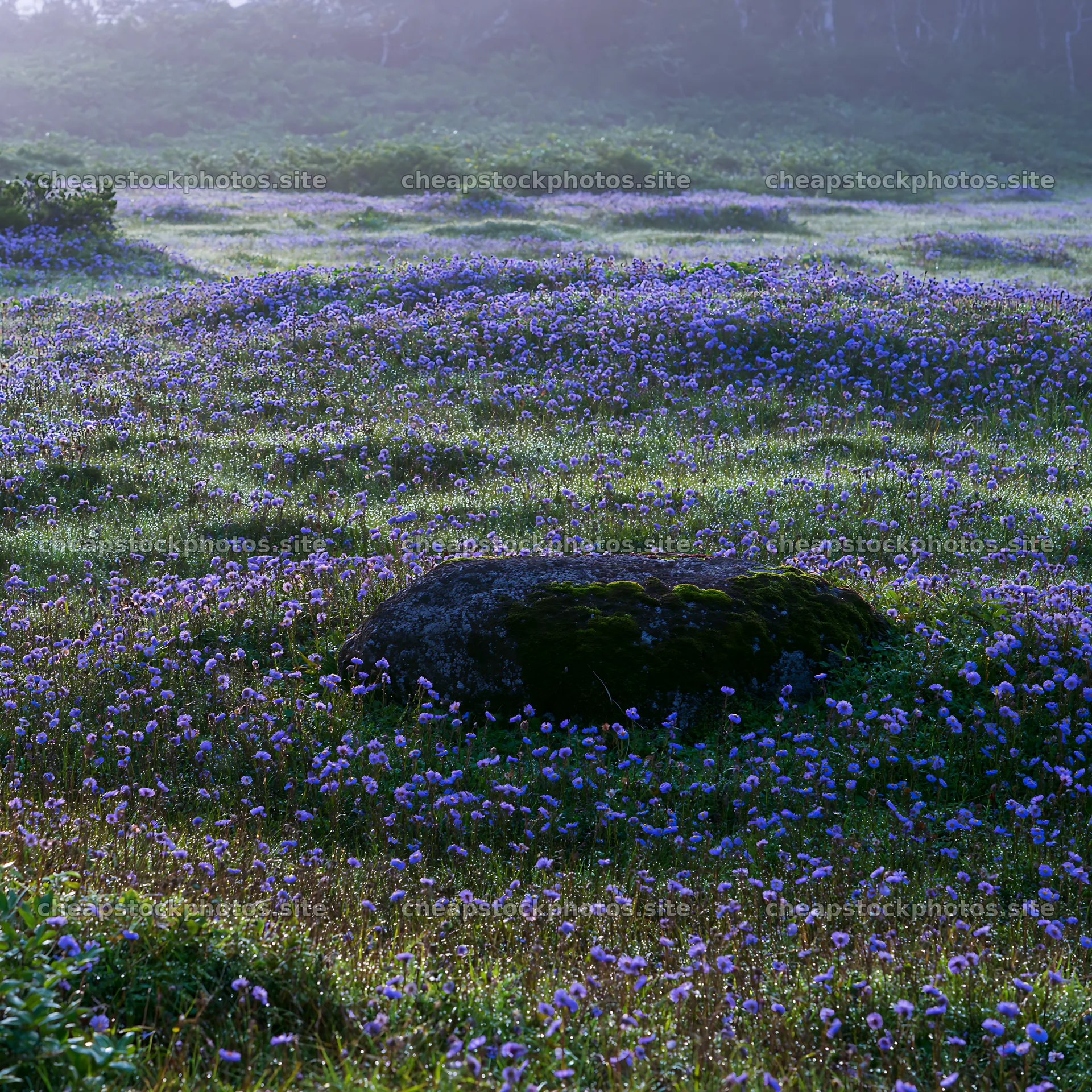 Shimane misty meadow moss covered stone in a flower field – stock photos 7938x7938