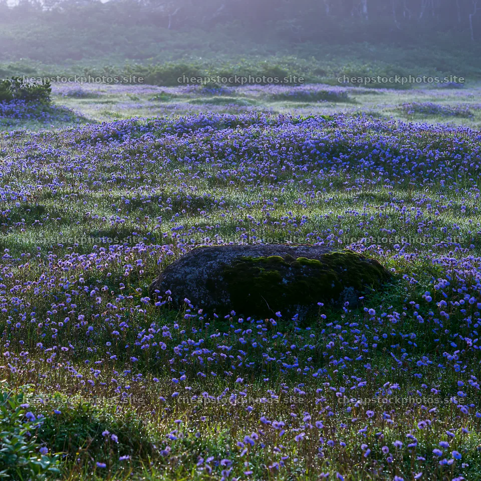 Shimane misty meadow moss covered stone in a flower field – stock photos 7938x7938