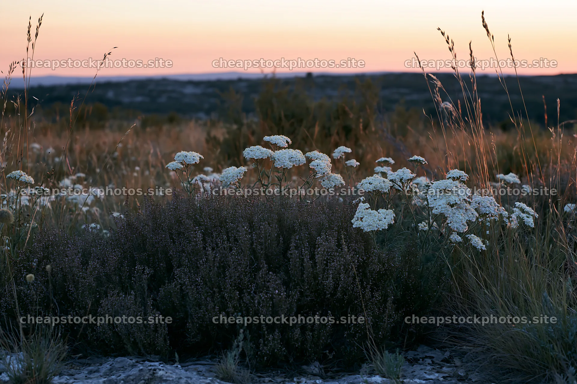 Yarrow meadow bloom at dusk in open field – stock photos 9722x6480