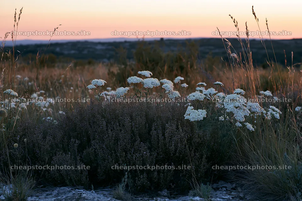 Yarrow meadow bloom at dusk in open field – stock photos 9722x6480