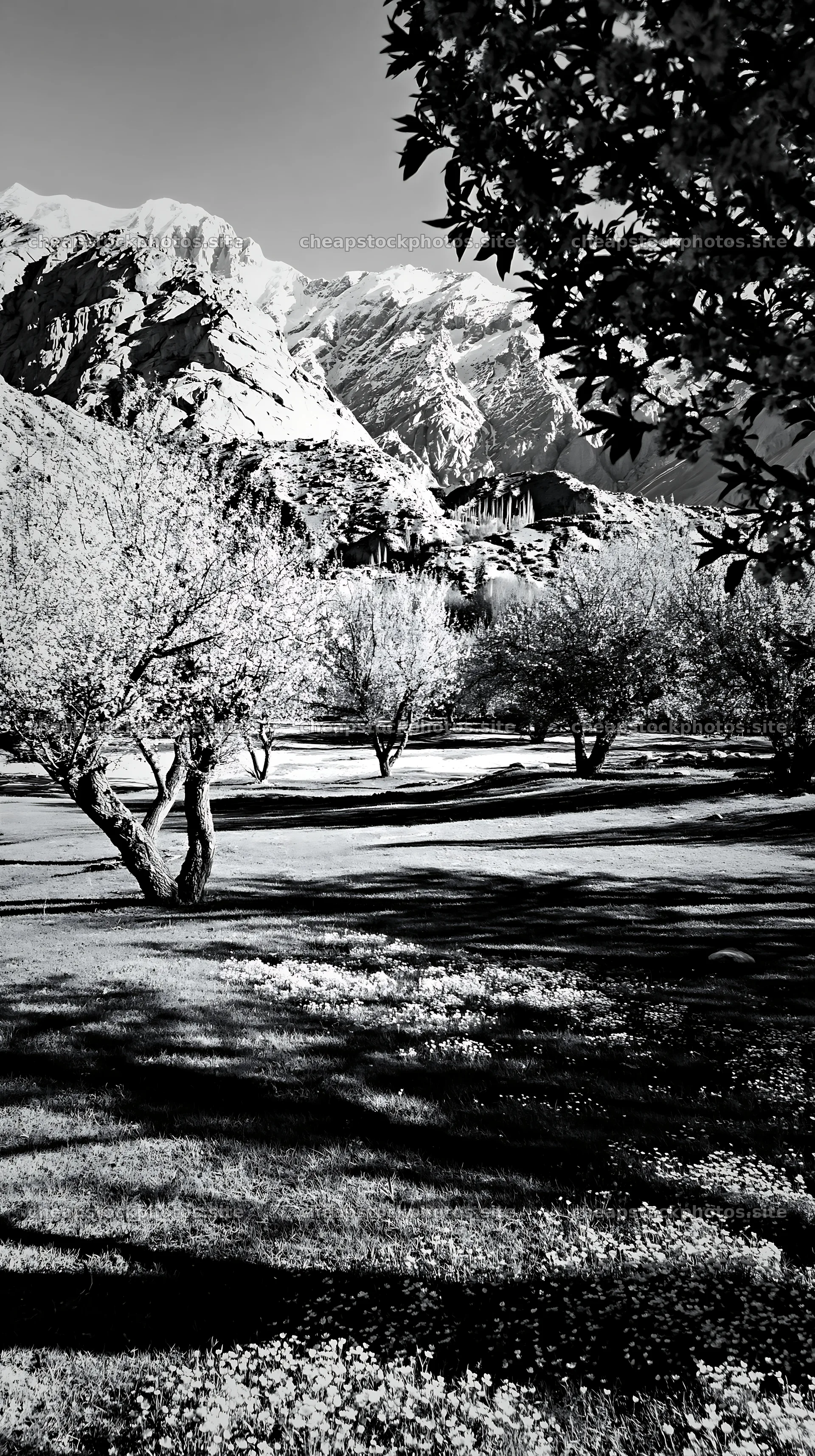 Spring orchard meadow with trees and mountains in the background – stock photos 5938x10608
