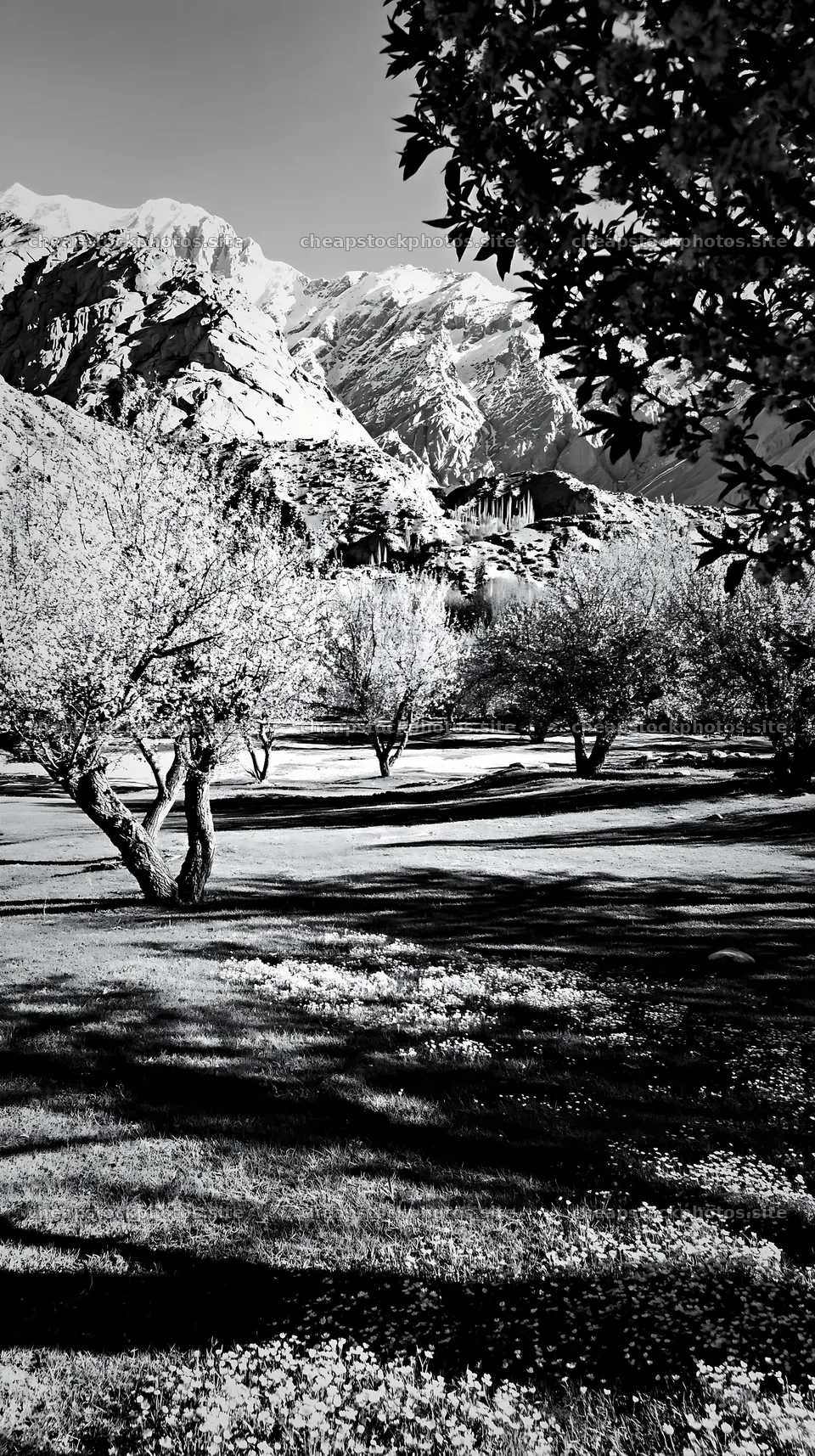 Spring orchard meadow with trees and mountains in the background – stock photos 5938x10608