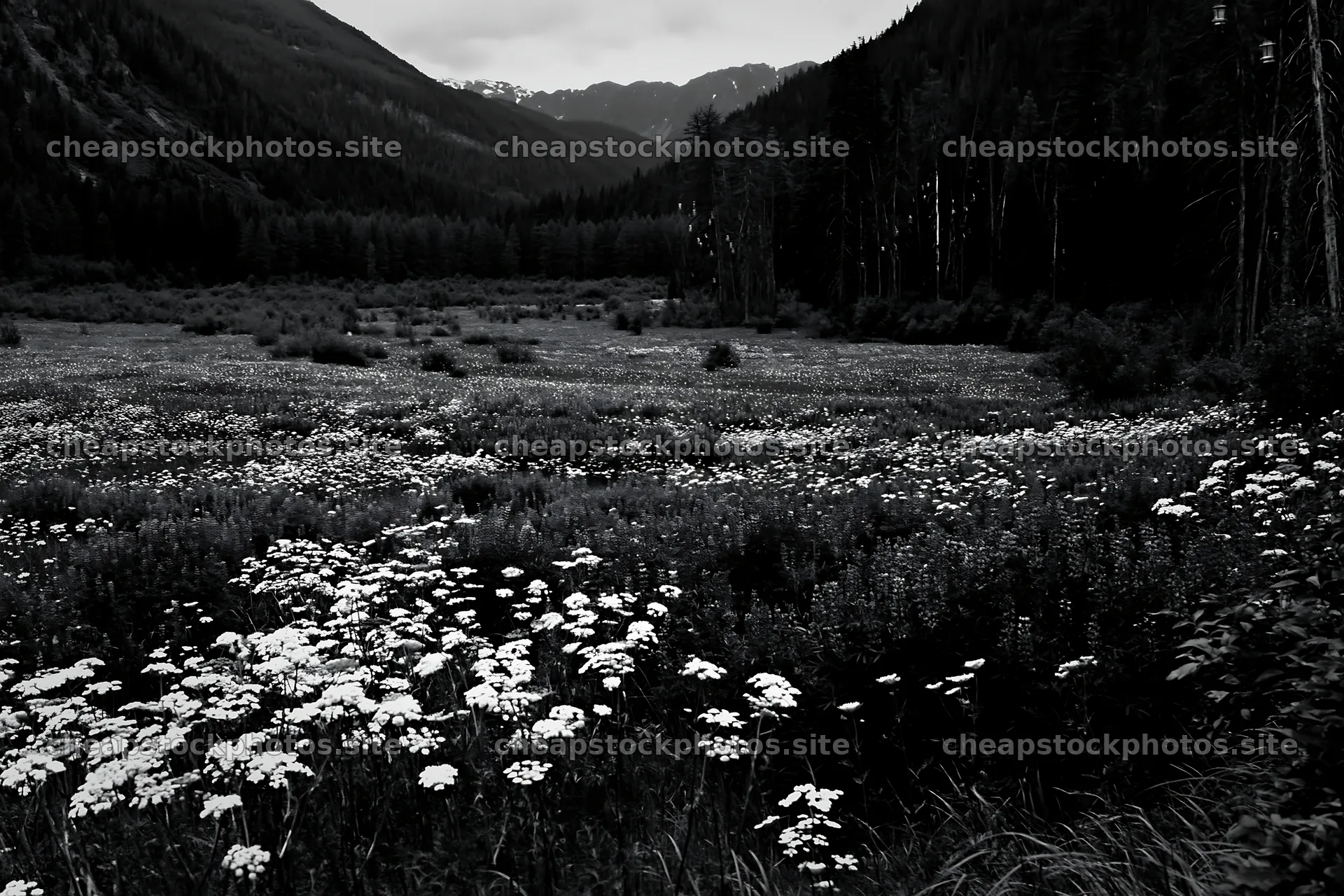 Christmas lights across mountain valley meadow – stock photos 9722x6480