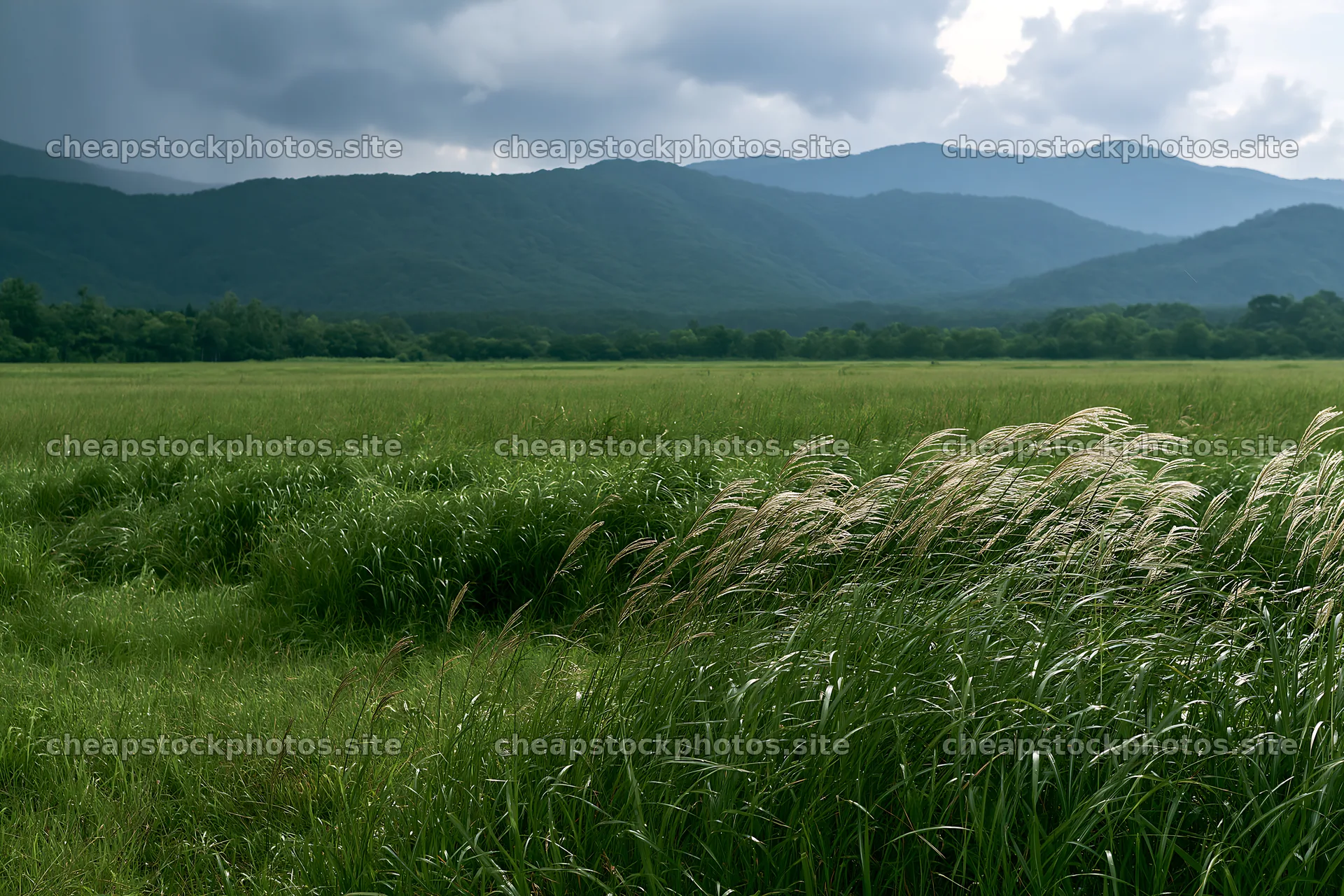 Iwate rain refreshed meadow seedhead foreground – stock photos 9722x6480