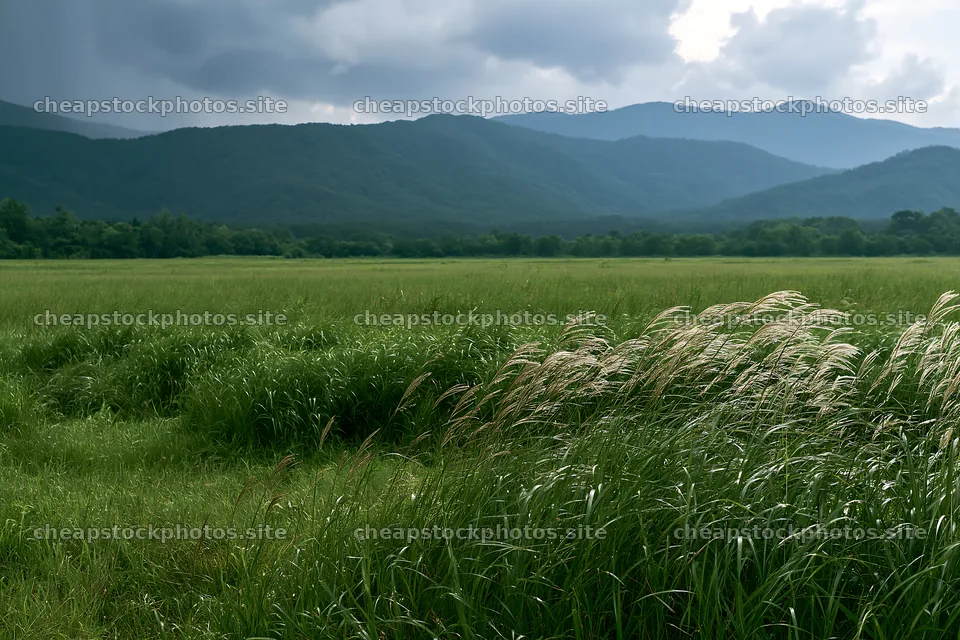 Iwate rain refreshed meadow seedhead foreground – stock photos 9722x6480