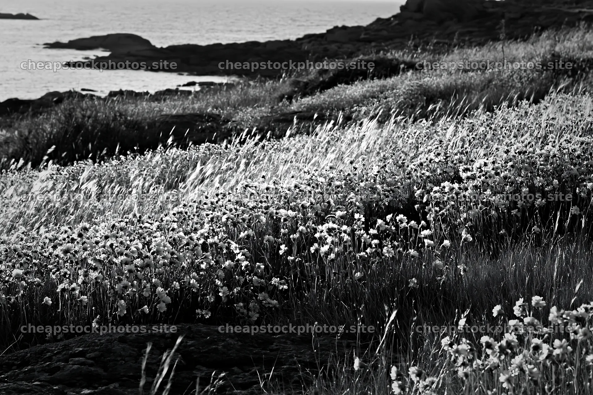 Pink campion meadow near the coast during sunset – stock photos 9722x6480