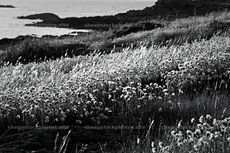 Pink campion meadow near the coast during sunset – stock photos 9722x6480