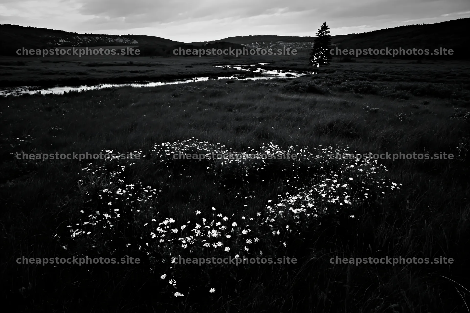 Christmas tree beside stream in meadow at dusk – stock photos 9722x6480