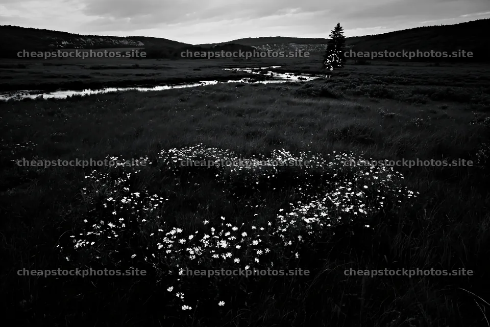 Christmas tree beside stream in meadow at dusk – stock photos 9722x6480