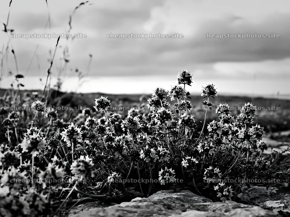 Cloudy meadow with wild thyme blooms in black and white – stock photos 9174x6866