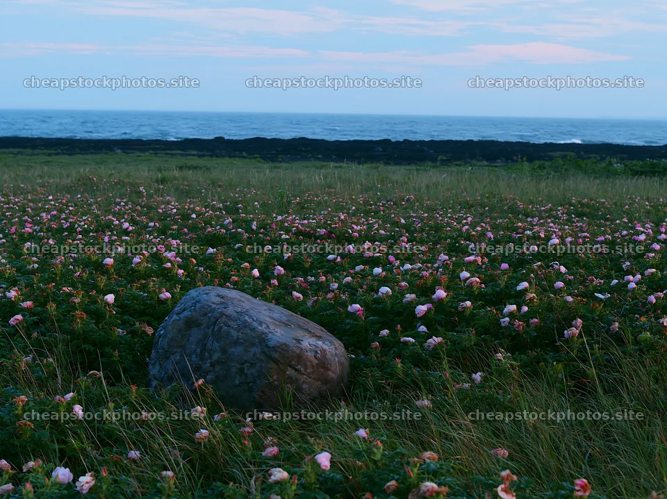 Aomori climate resilient meadow with boulder under cloudy sky – stock photos 9174x6866