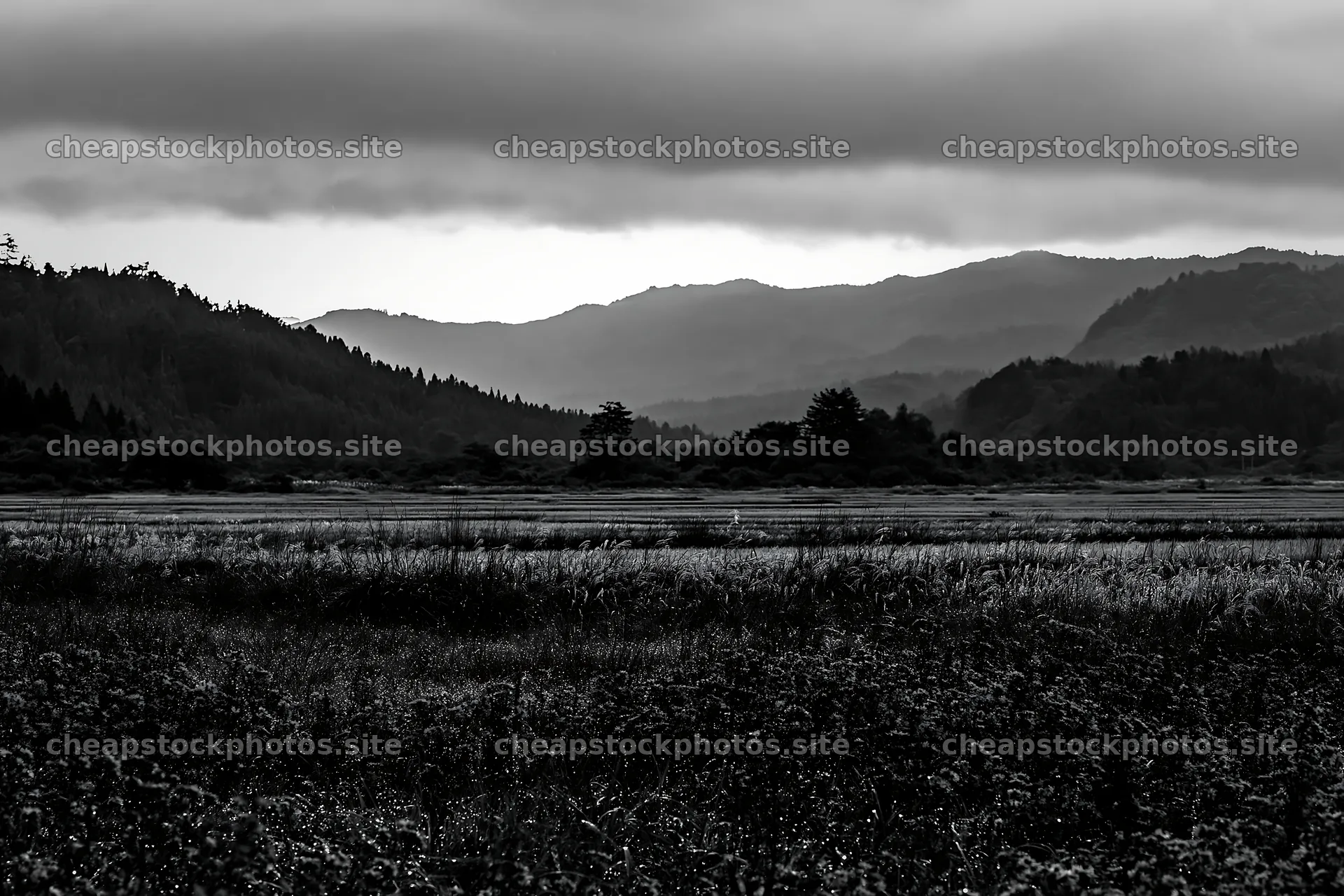 Fukui native grass meadow rain droplets sparkle in the landscape – stock photos 9722x6480
