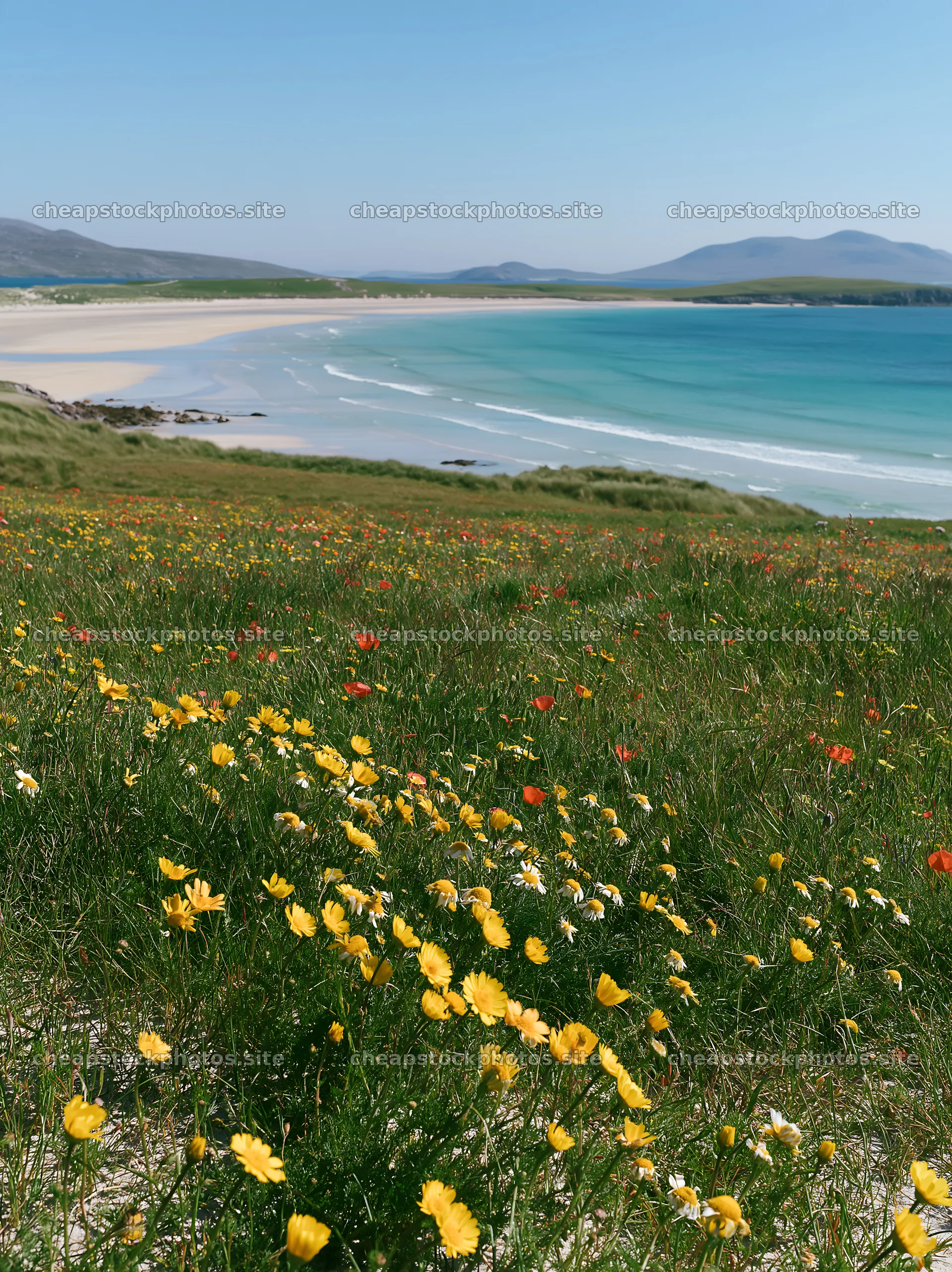 Bright flowers in a machair beach meadow – stock photos 6866x9174