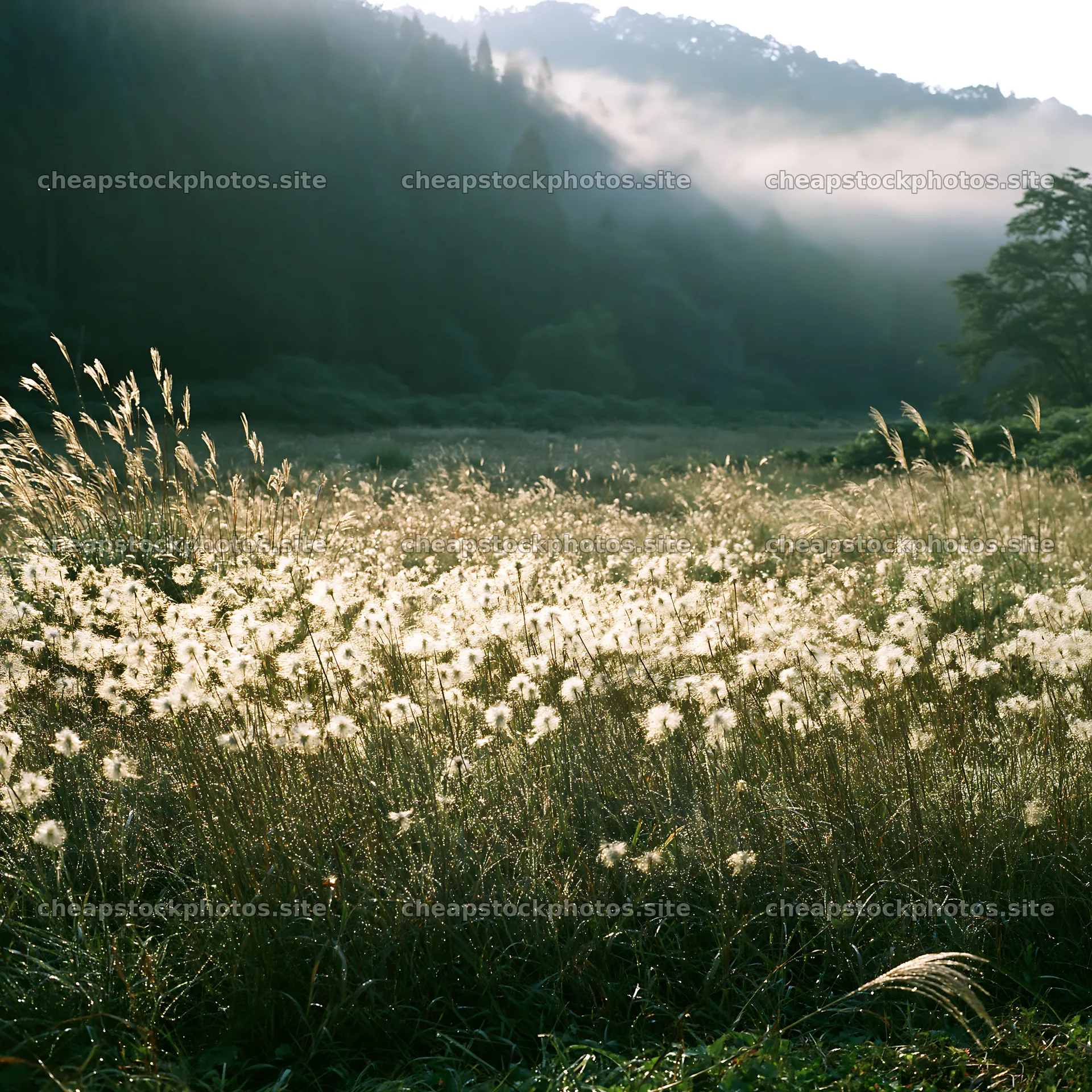 Iwate rain refreshed meadow seedhead foreground – stock photos 7938x7938