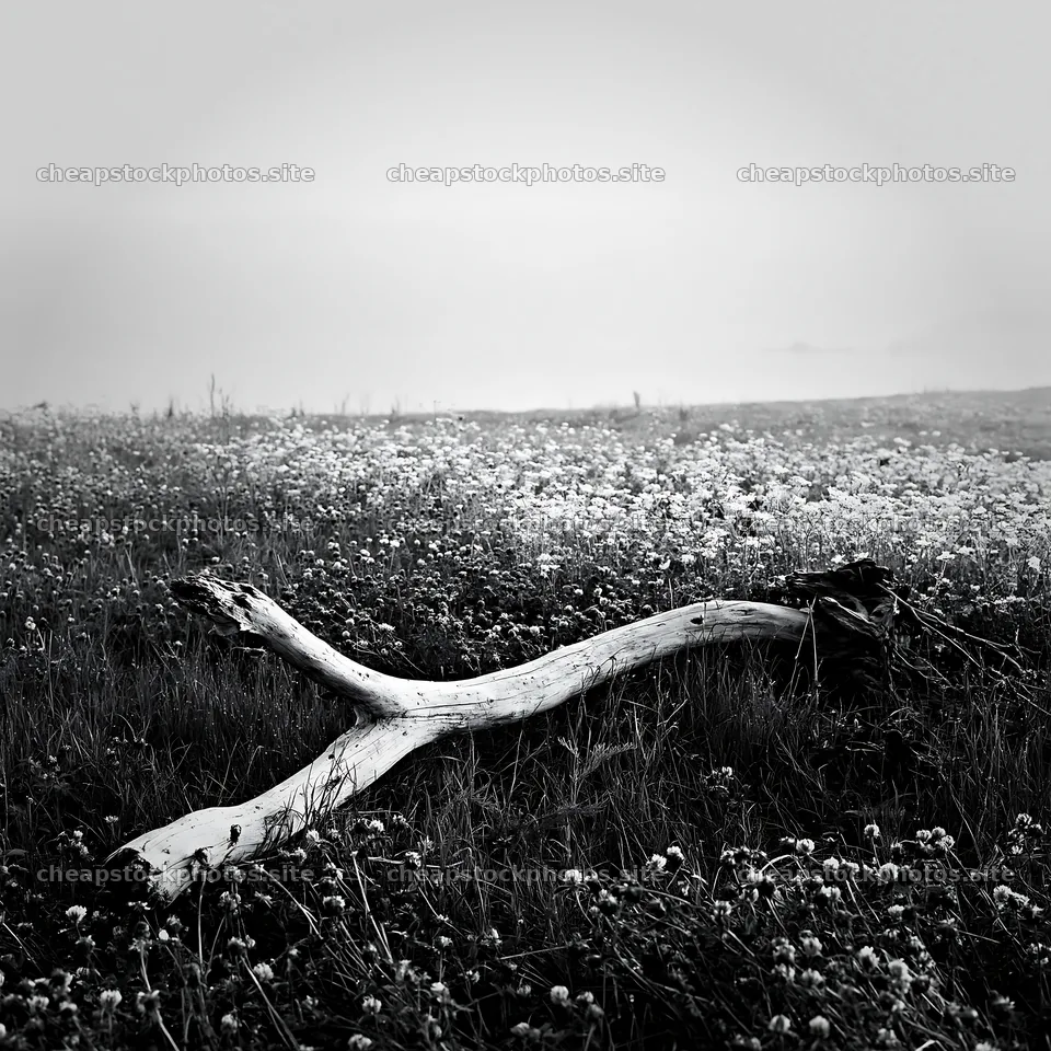 Nagasaki coastal meadow driftwood foreground mood – stock photos 7938x7938