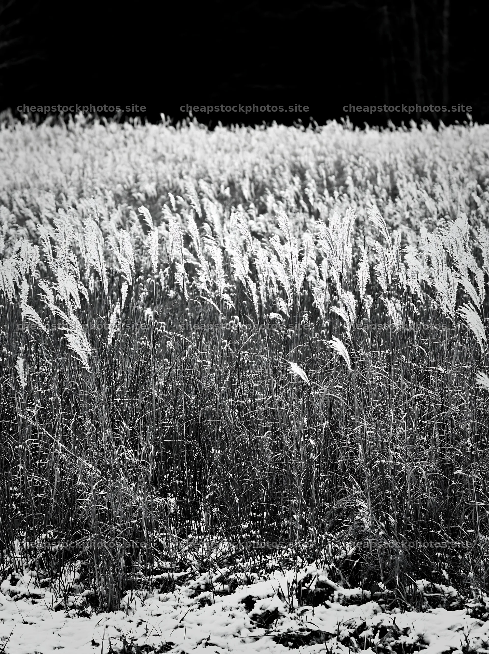 Hokkaido silver grass meadow seedheads in winter setting – stock photos 6866x9174