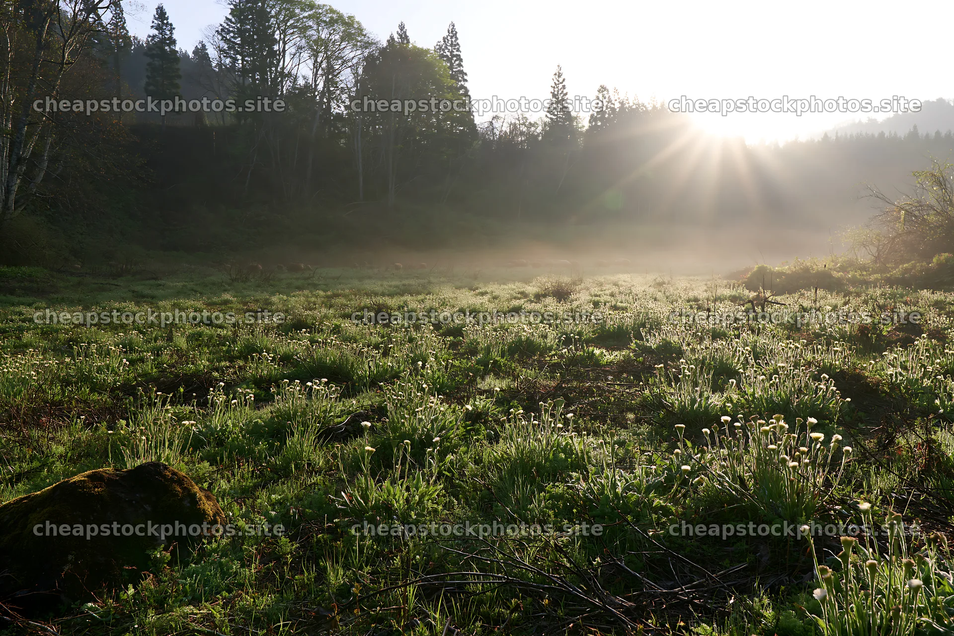 Miyagi spring recovery meadow mossy stone shows morning light – stock photos 9722x6480