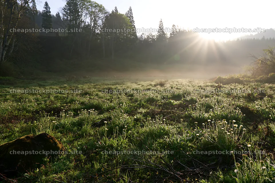 Miyagi spring recovery meadow mossy stone shows morning light – stock photos 9722x6480