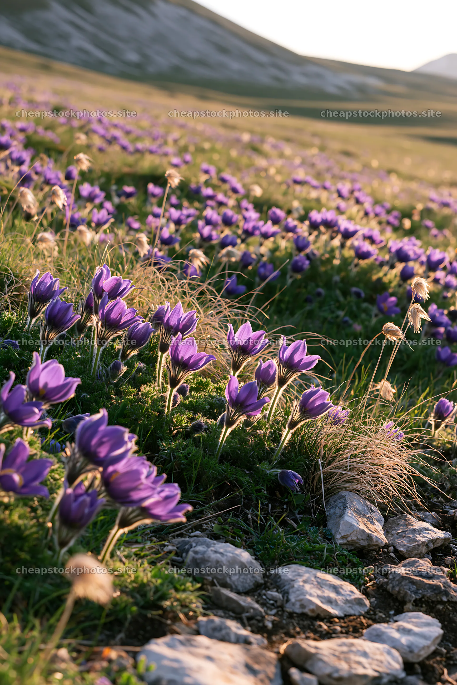 Limestone meadow filled with purple flowers in sunny weather – stock photos 6480x9722