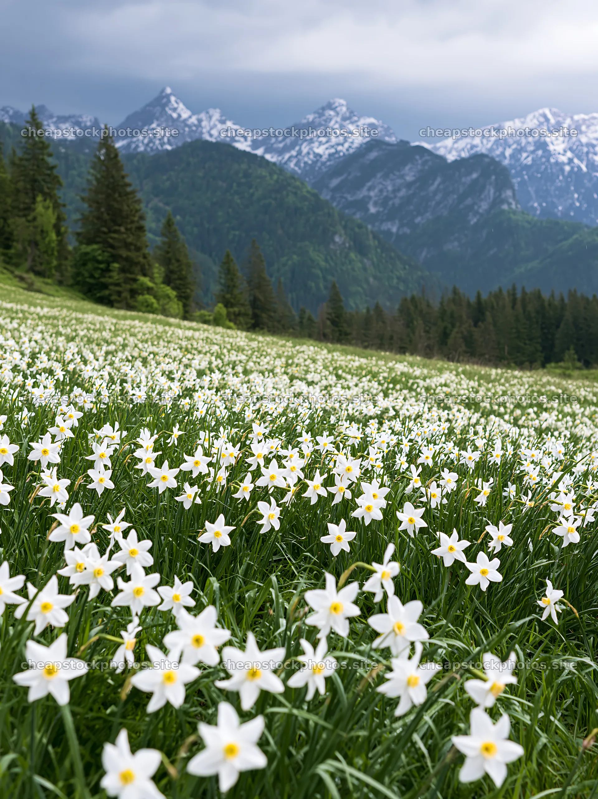 Meadow filled with white flowers and mountains in the background – stock photos 6866x9174