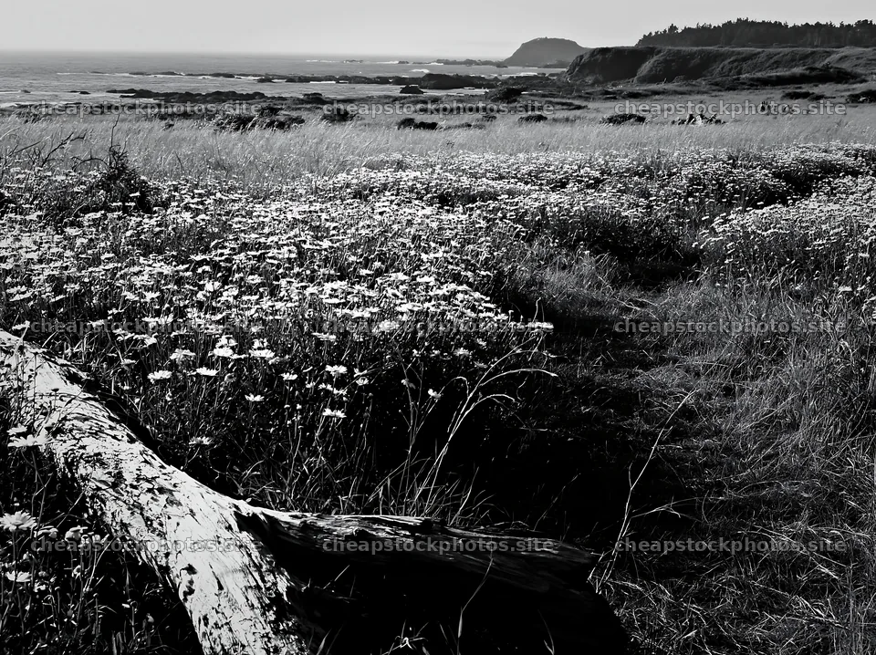 Chiba coastal climate meadow with driftwood in foreground – stock photos 9174x6866