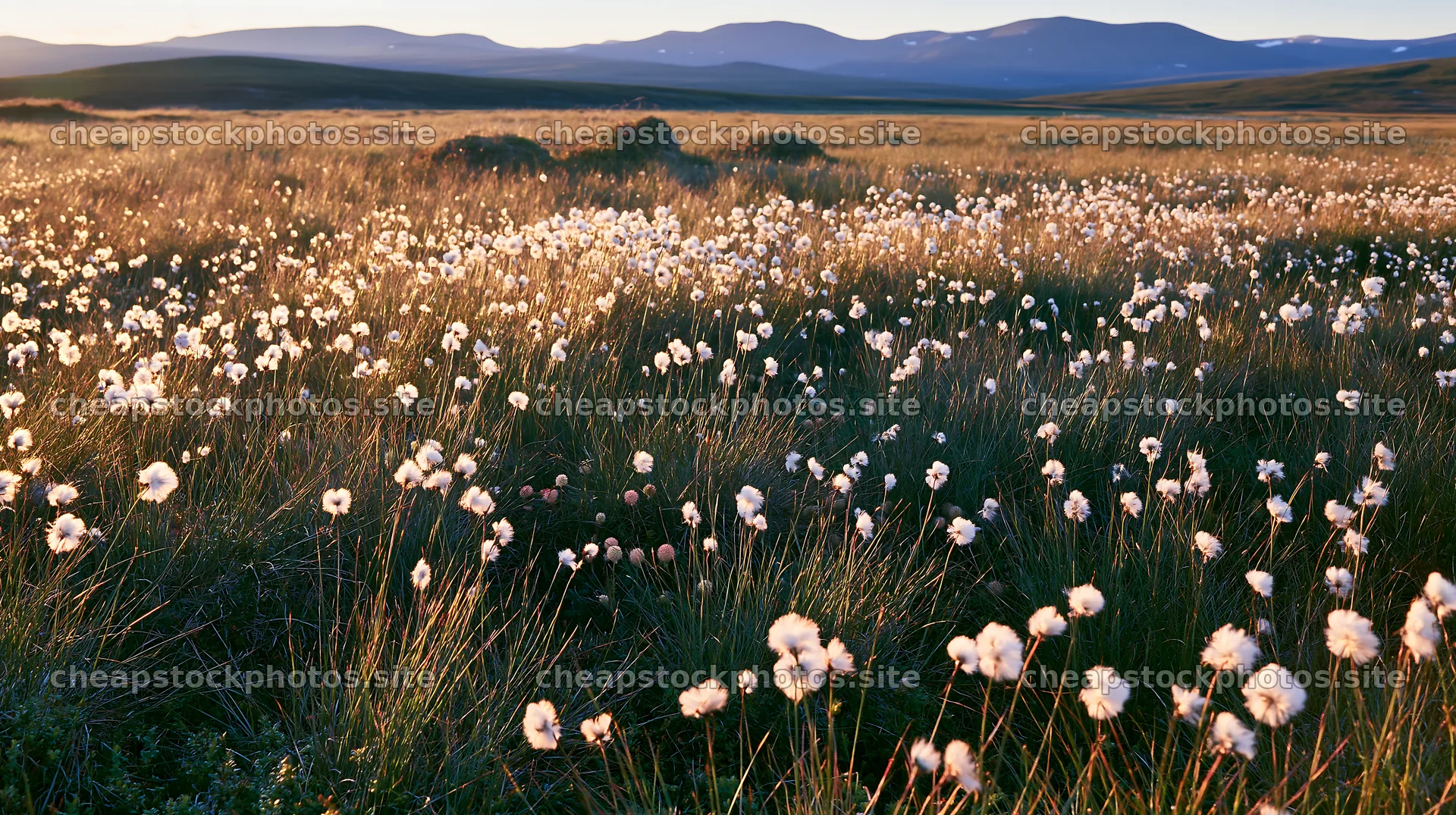 Cottongrass meadow glow during sunset in a vast landscape – stock photos 10608x5938