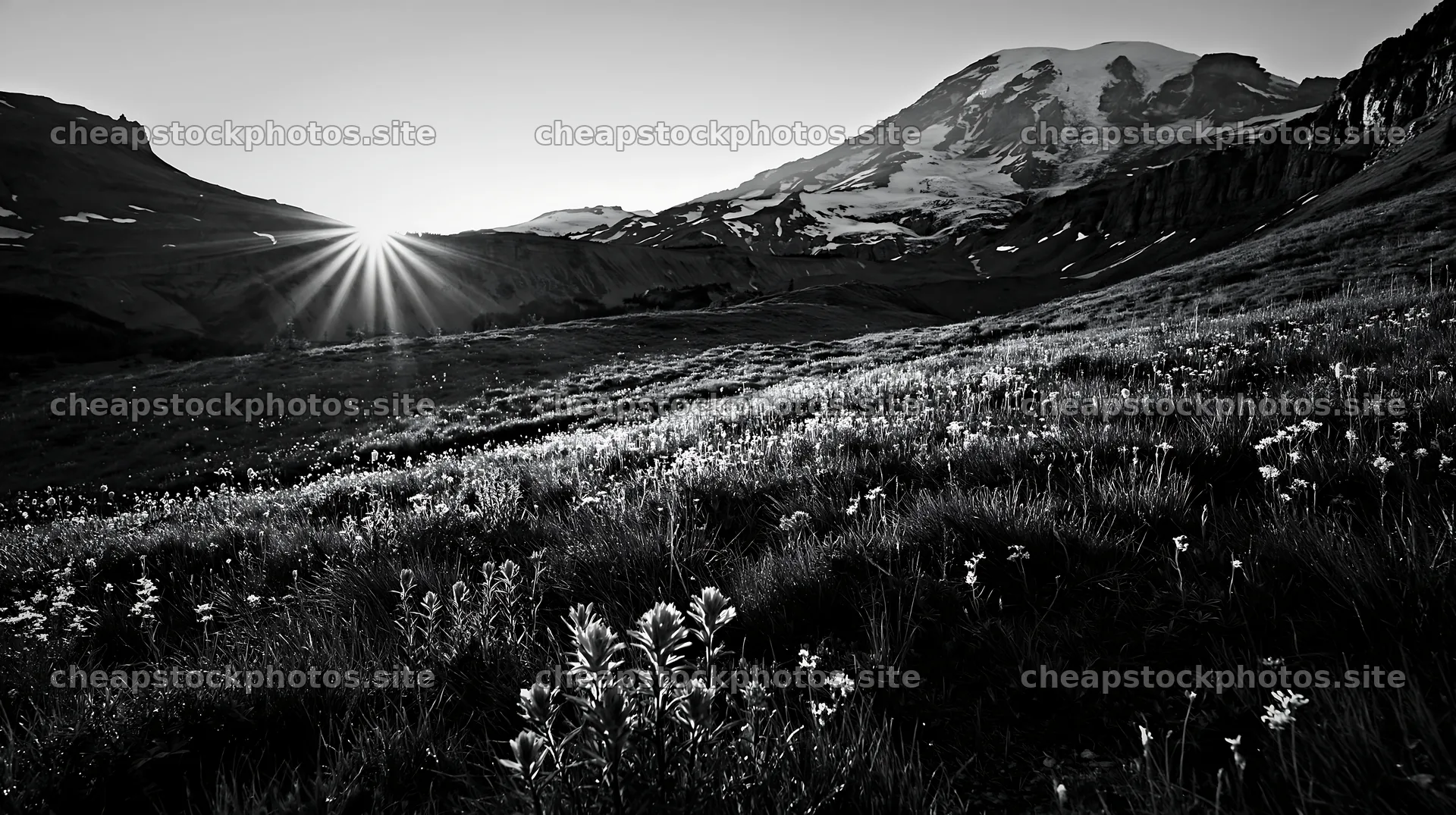 Mount Rainier wildflower meadow at sunrise – stock photos 10608x5938