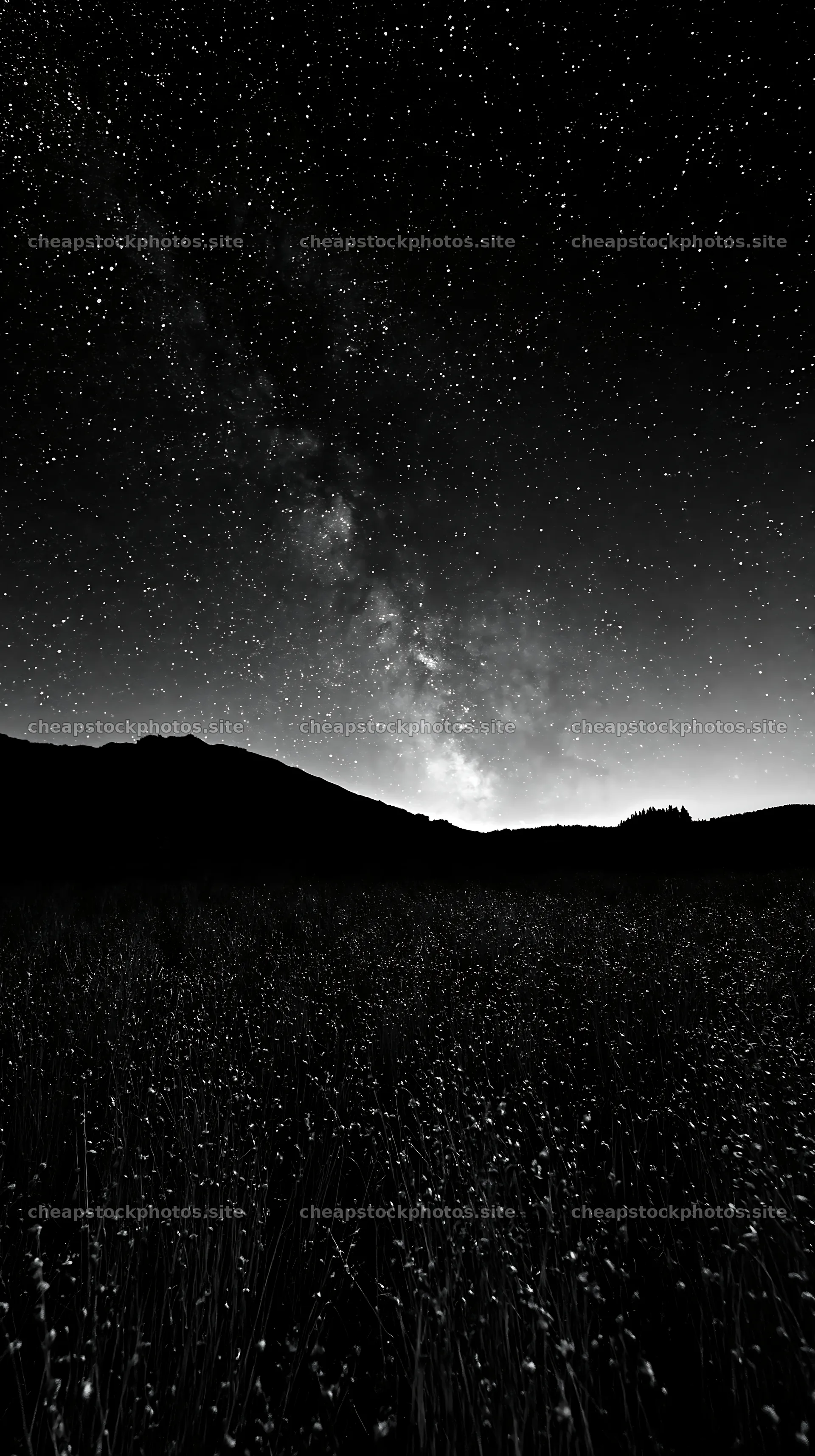 Meadow with seedheads under starry sky at night – stock photos 5938x10608