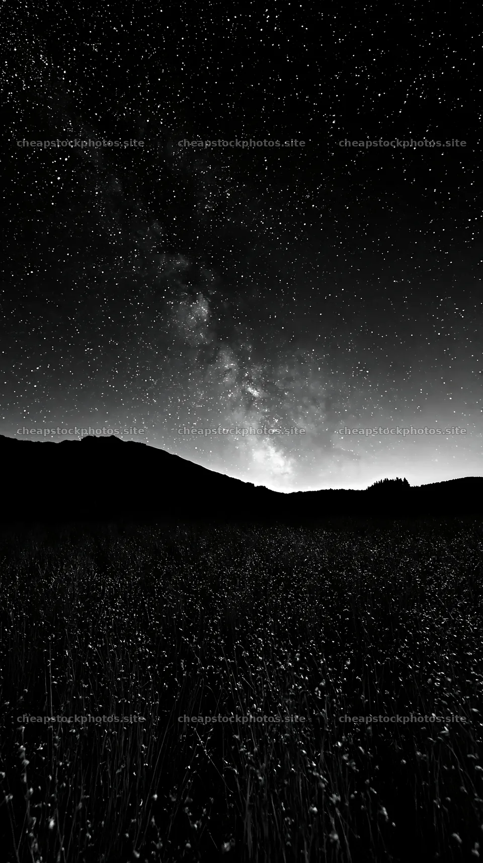 Meadow with seedheads under starry sky at night – stock photos 5938x10608