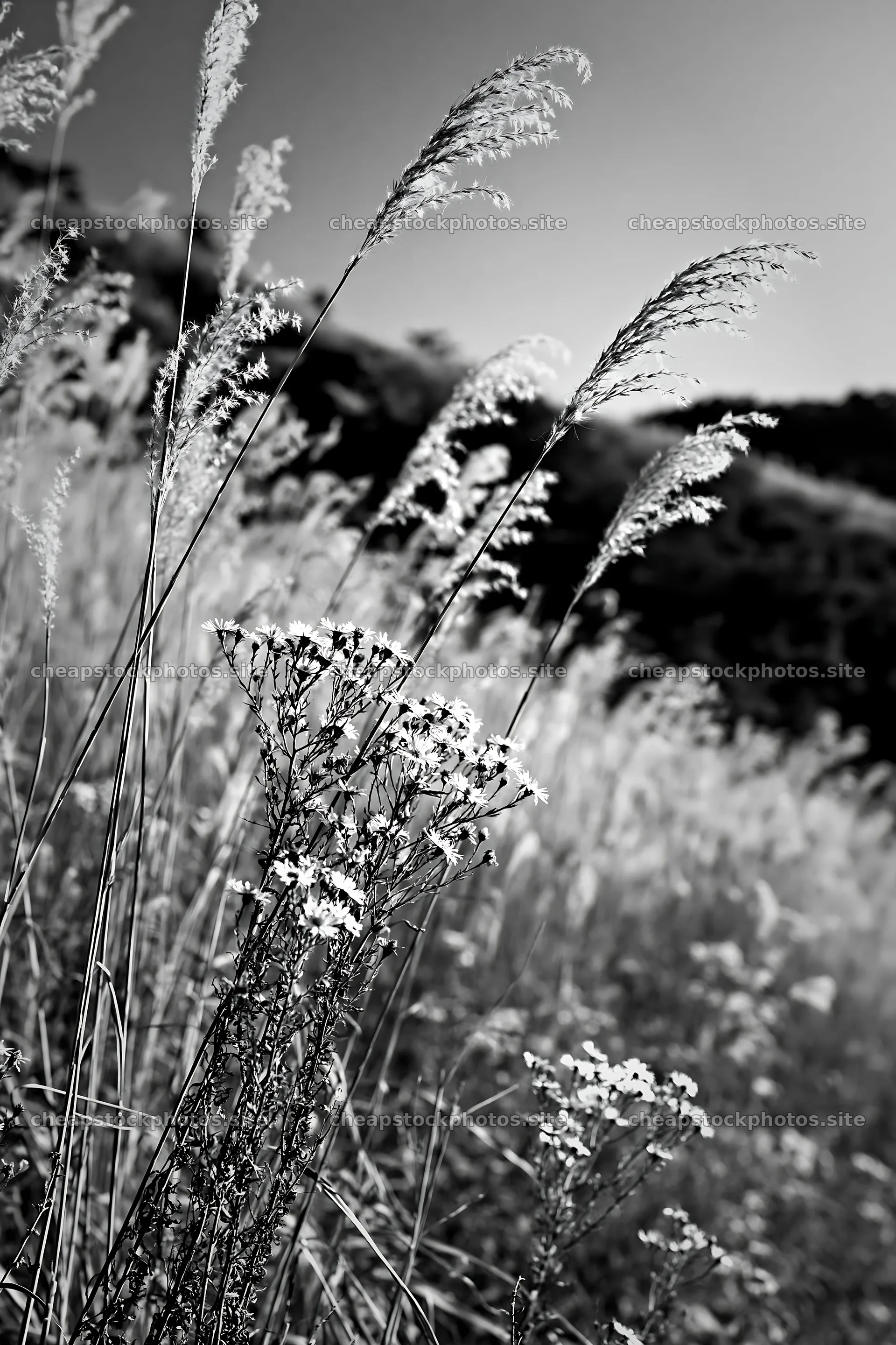 Okayama golden meadow with seedhead foreground – stock photos 6480x9722