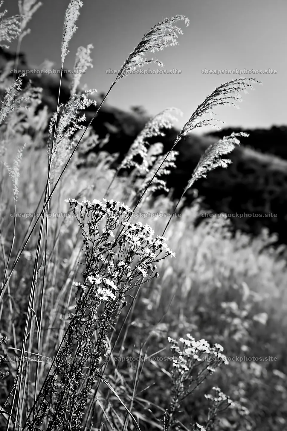 Okayama golden meadow with seedhead foreground – stock photos 6480x9722