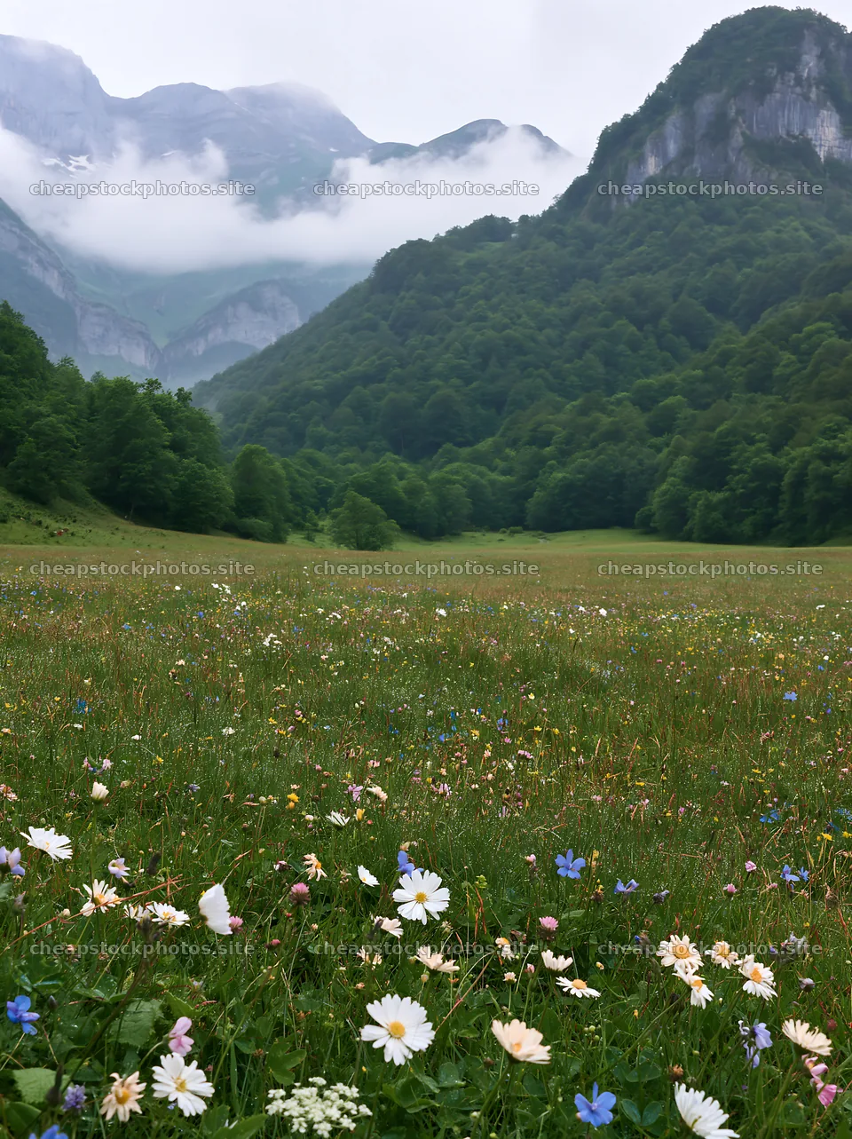 Meadow with dew and wildflowers under cloudy mountains – stock photos 6866x9174