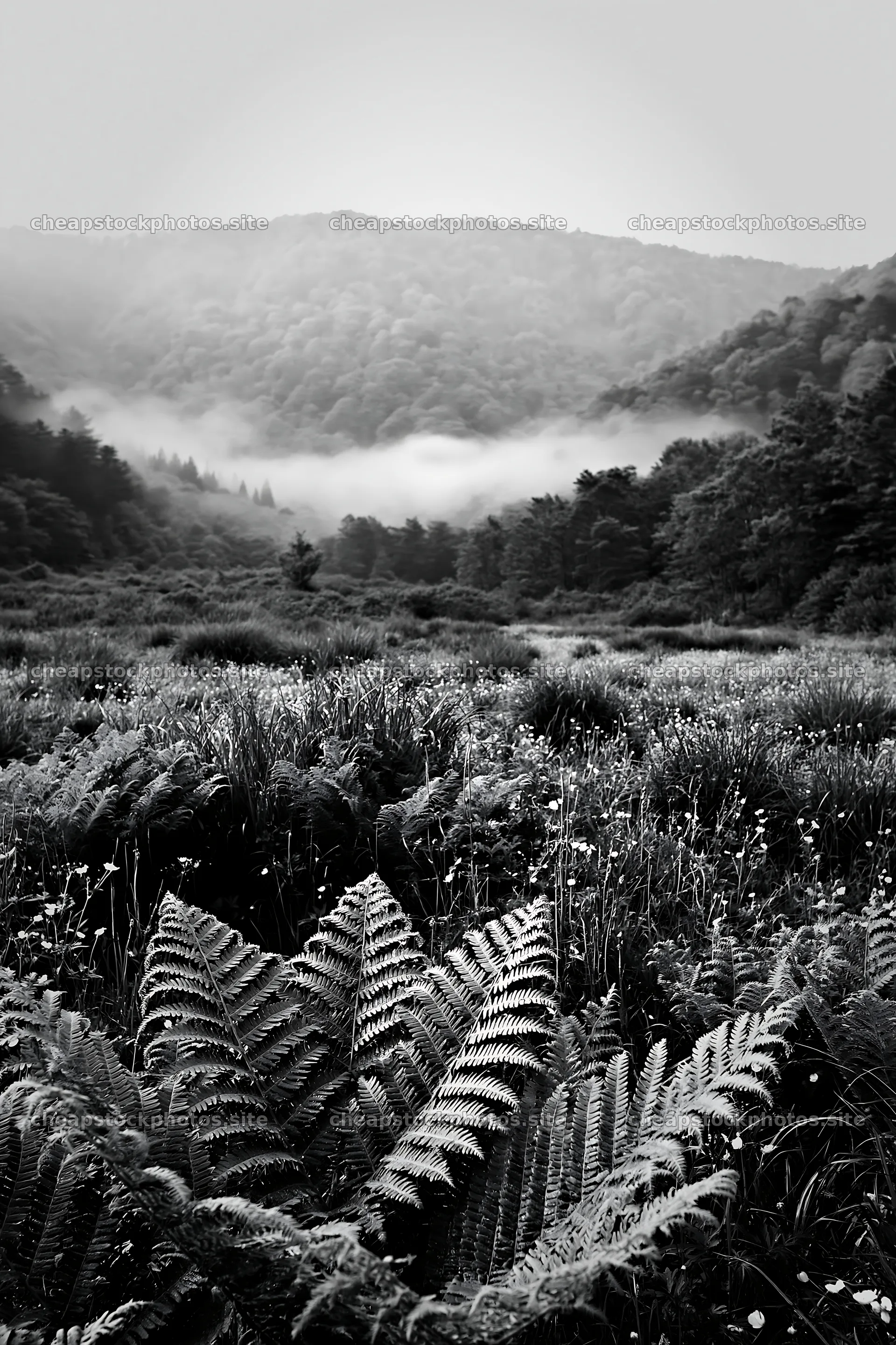 Fern frond in mountain meadow at Tokushima – stock photos 6480x9722