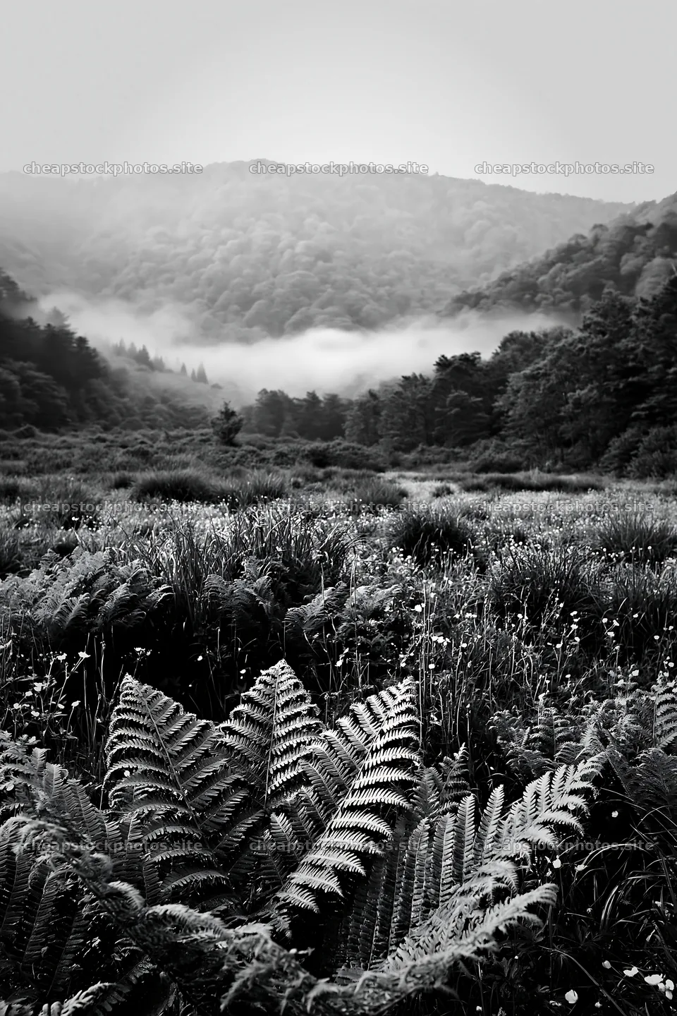 Fern frond in mountain meadow at Tokushima – stock photos 6480x9722