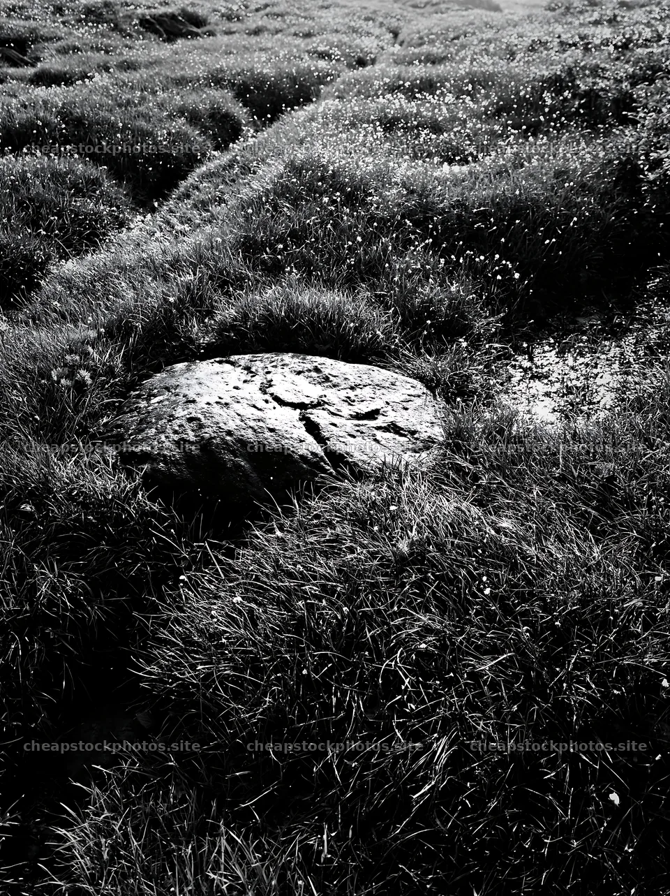 Aomori climate resilient meadow with boulder – stock photos 6866x9174