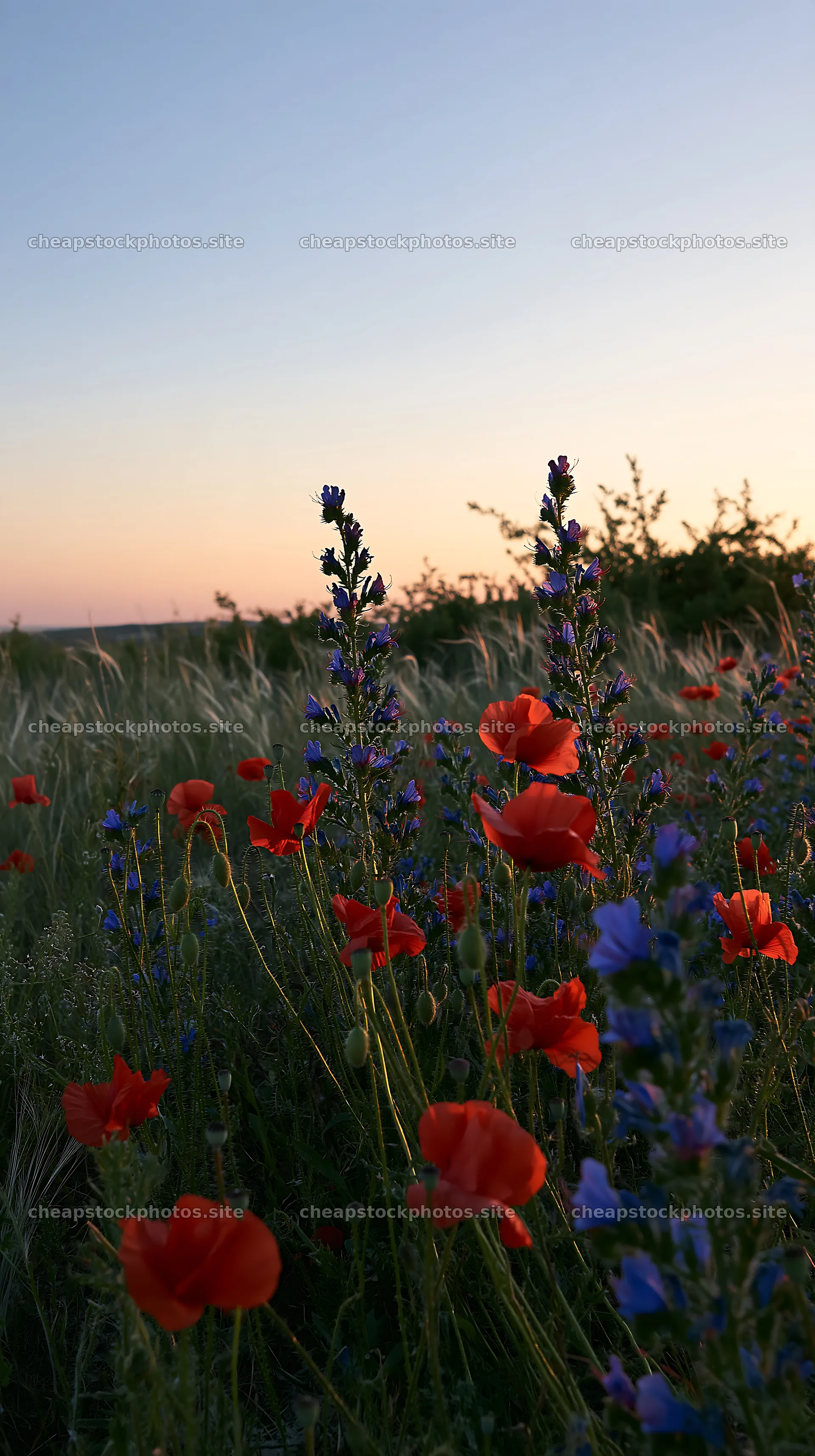 Poppy and viper's-bugloss meadow at sunset – stock photos 5938x10608