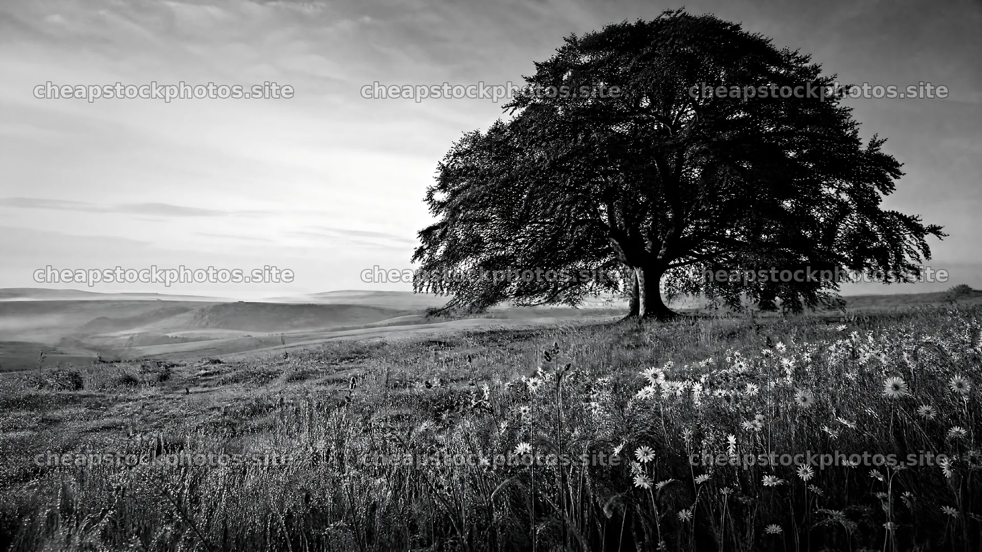 Dewy meadow with a large tree and distant hills under blue sky – stock photos 10584x5952