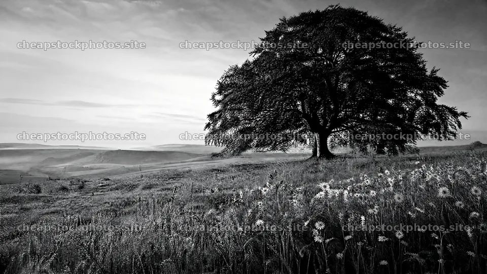 Dewy meadow with a large tree and distant hills under blue sky – stock photos 10584x5952