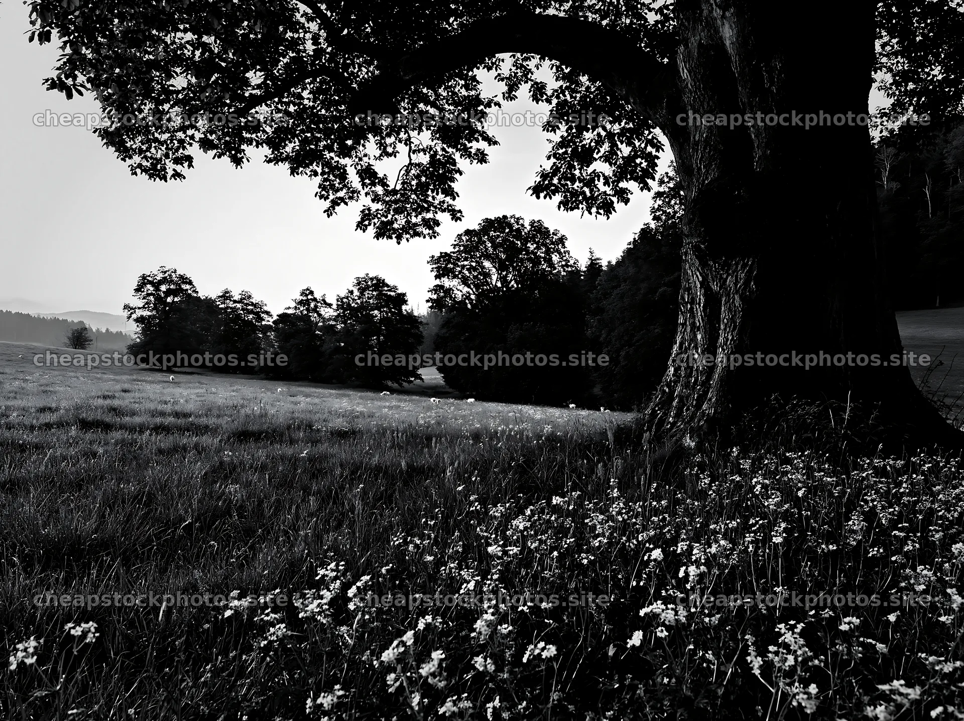 German foothill meadow with trees and wildflowers in the foreground – stock photos 9174x6866