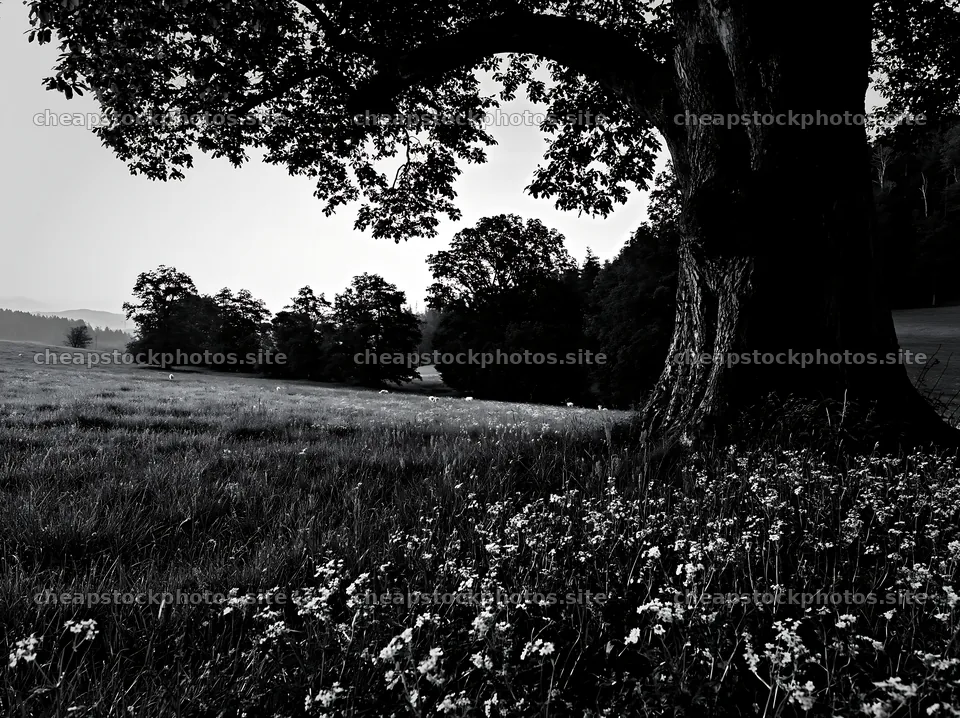 German foothill meadow with trees and wildflowers in the foreground – stock photos 9174x6866